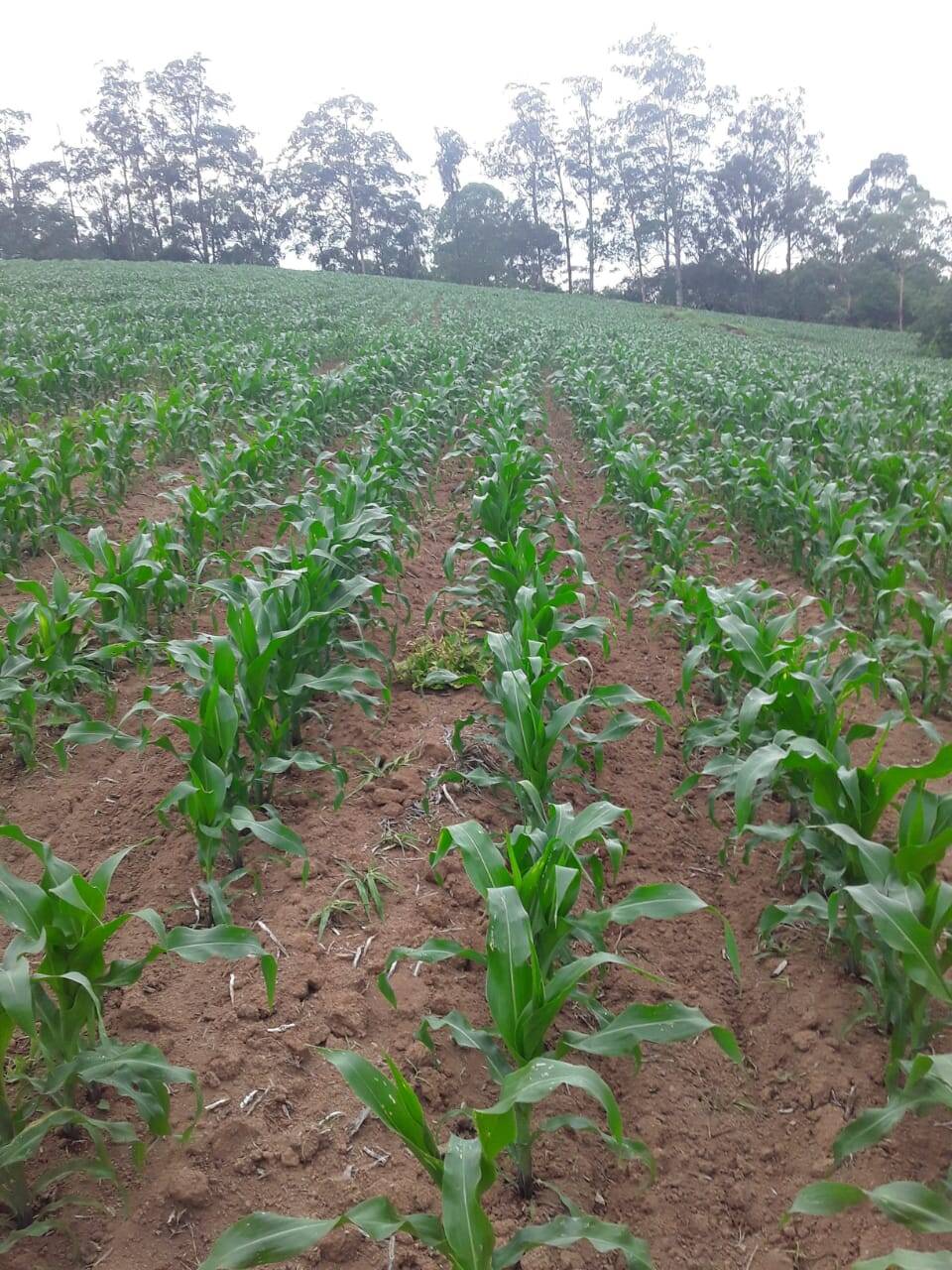 #363 - Chácara para Venda em Bragança Paulista - SP