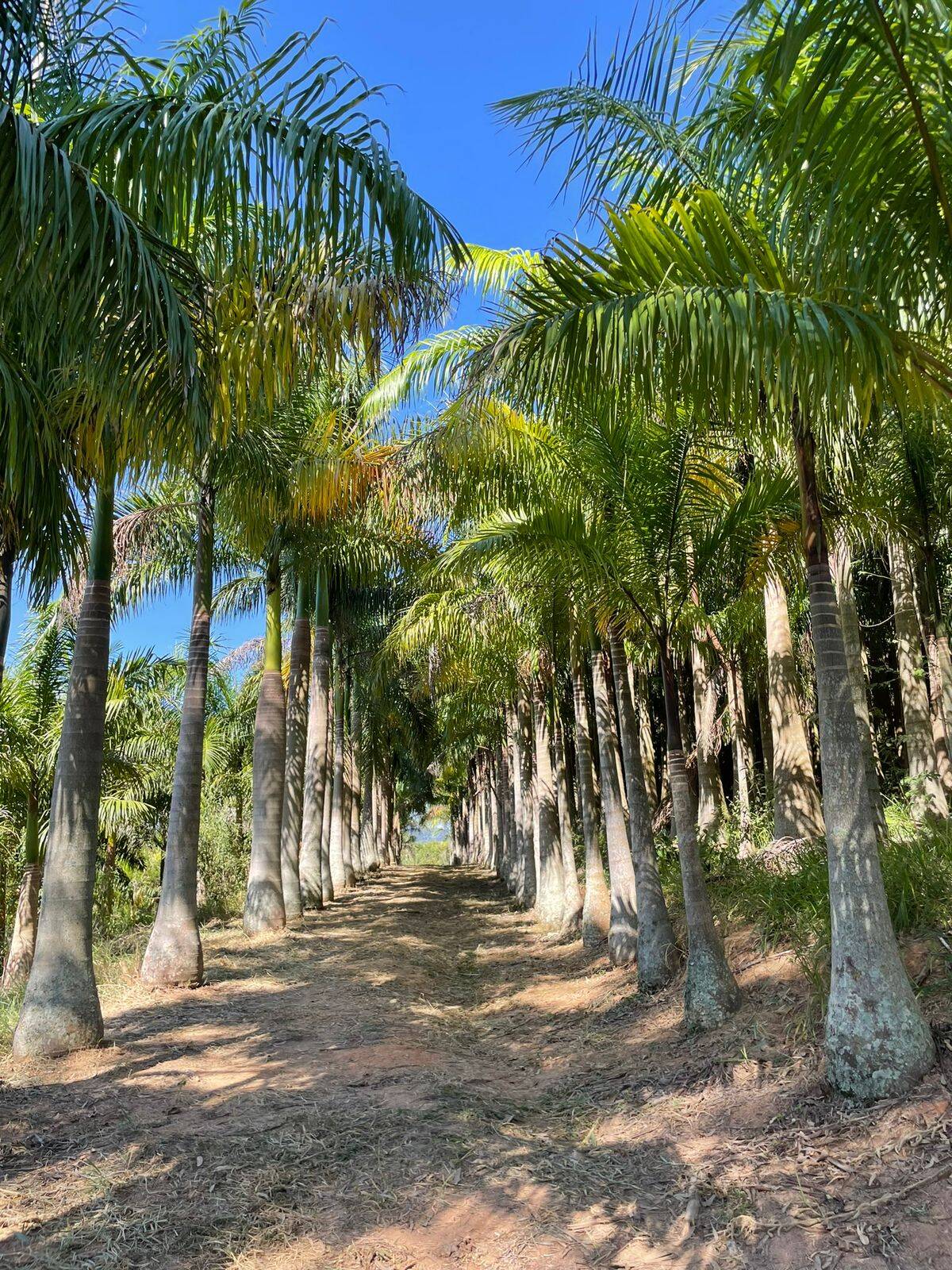 #488 - Sítio para Venda em Itatiba - SP